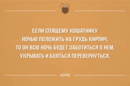 Если кошатнику положить кирпич