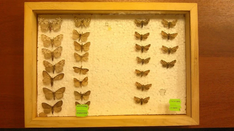 Ученые АлтГУ исследовали опасную бабочку-вредительницу, которая может уничтожить алтайские леса