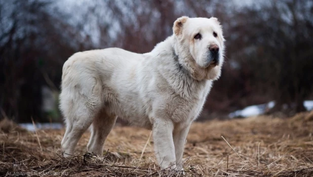 Собака из 12 стульев