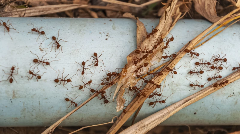 У муравьев обнаружили человеческое поведение