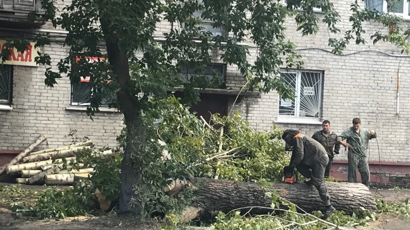 В Барнауле продолжается снос аварийных деревьев 