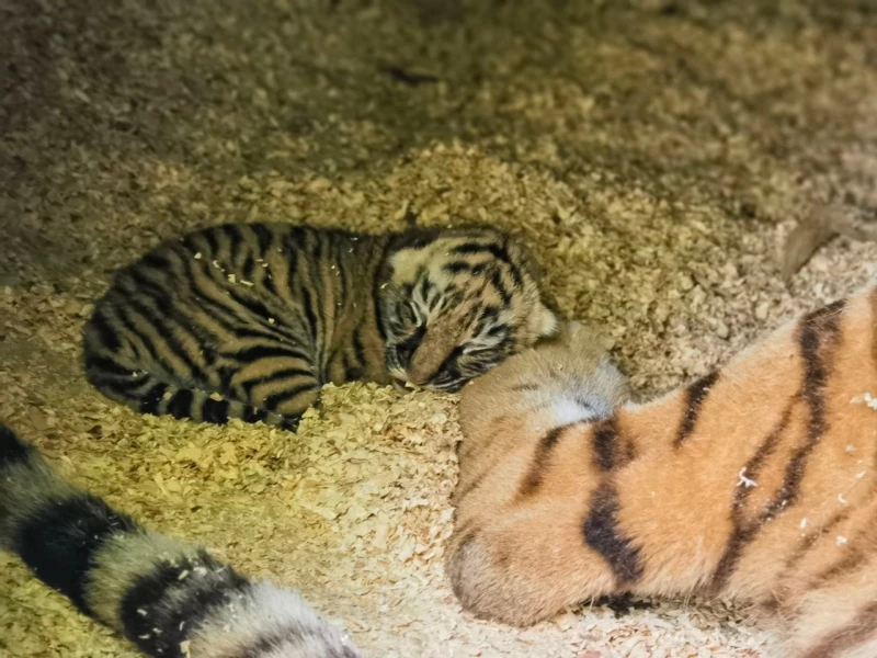 Тигры из барнаульского зоопарка стали родителями