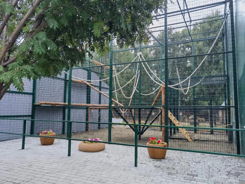 По-хозяйски поселился в барнаульском зоопарке гиббон Билли. Церемония радости на видео
