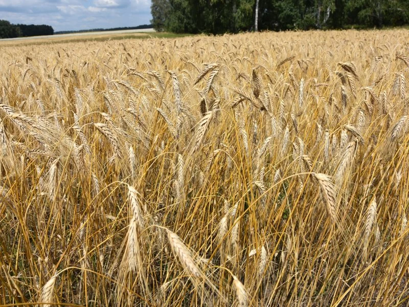 В Алтайском крае исследовали первые партии пшеницы в рамках госмониторинга 