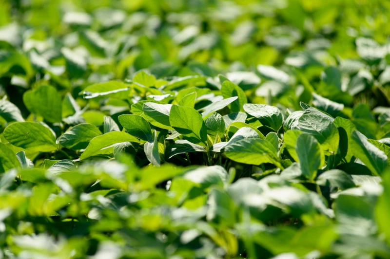 В крестьянском хозяйстве «Сатурн». Дмитрий Лямзин