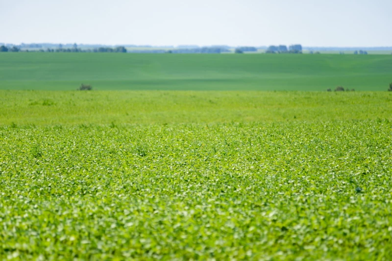 В крестьянском хозяйстве «Сатурн». Дмитрий Лямзин