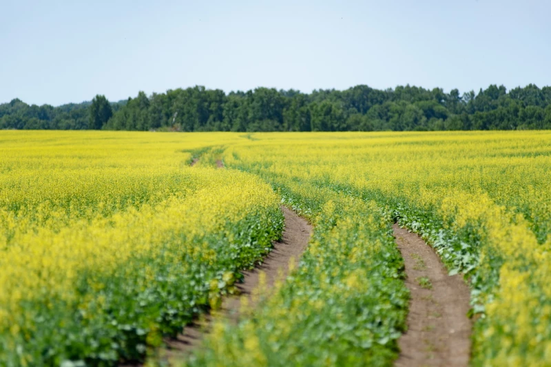 В крестьянском хозяйстве «Сатурн». Дмитрий Лямзин