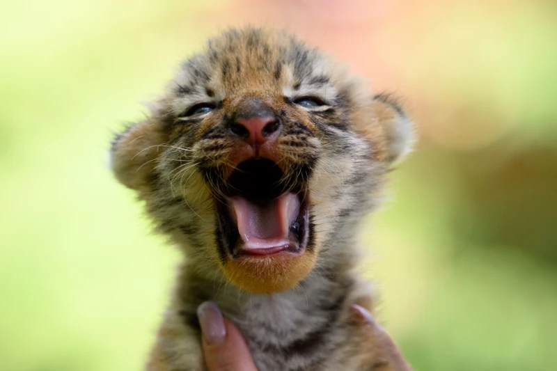 Фото 2025 года Дмитрий Лямзин