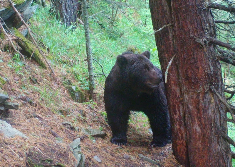 Медведи на Алтае. Фотоловушка. Установка – Юрий Калинкин