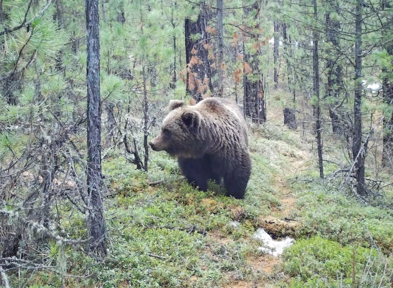 Медведи на Алтае. Фотоловушка. Установка – Юрий Калинкин
