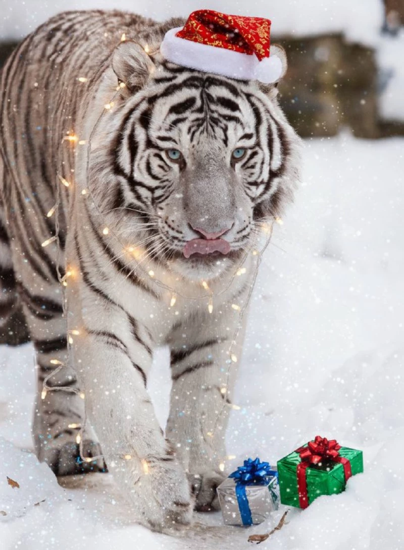 Звери в Новосибирском зоопарке перед Новым годом. Новосибирский зоопарк