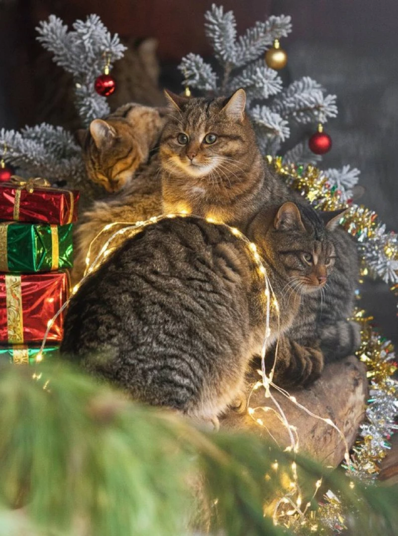 Звери в Новосибирском зоопарке перед Новым годом. Новосибирский зоопарк