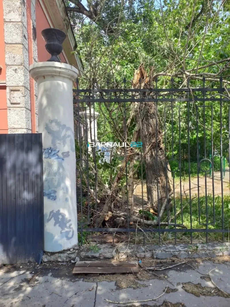 Дерево повалило в Барнауле. «В курсе Барнаул»