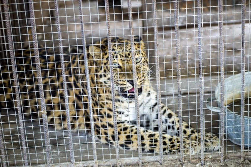 Животных в Барнаульском зоопарке спасают от жары. Анна Зайкова