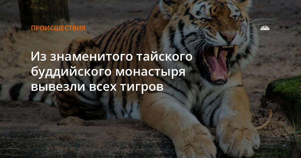 Фото Всех Тигров