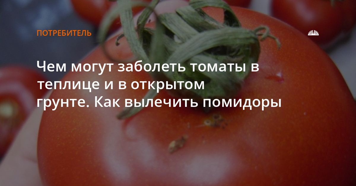 Чем могут заболеть томаты в теплице и в открытом грунте. Как вылечитьпомидоры