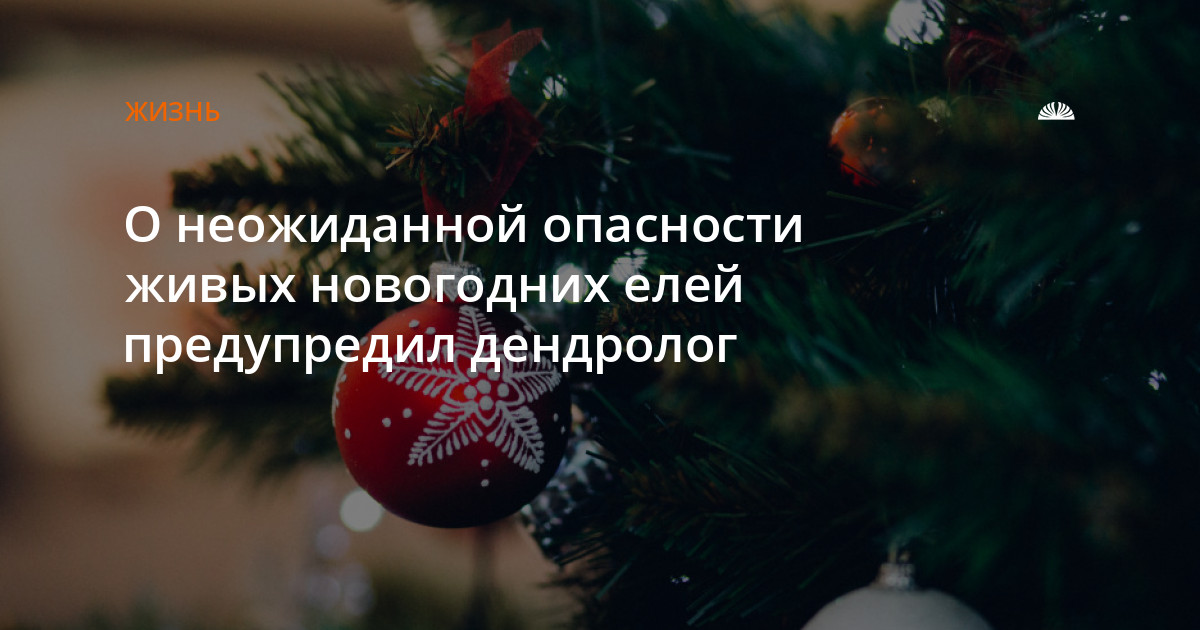 опасность живой ели