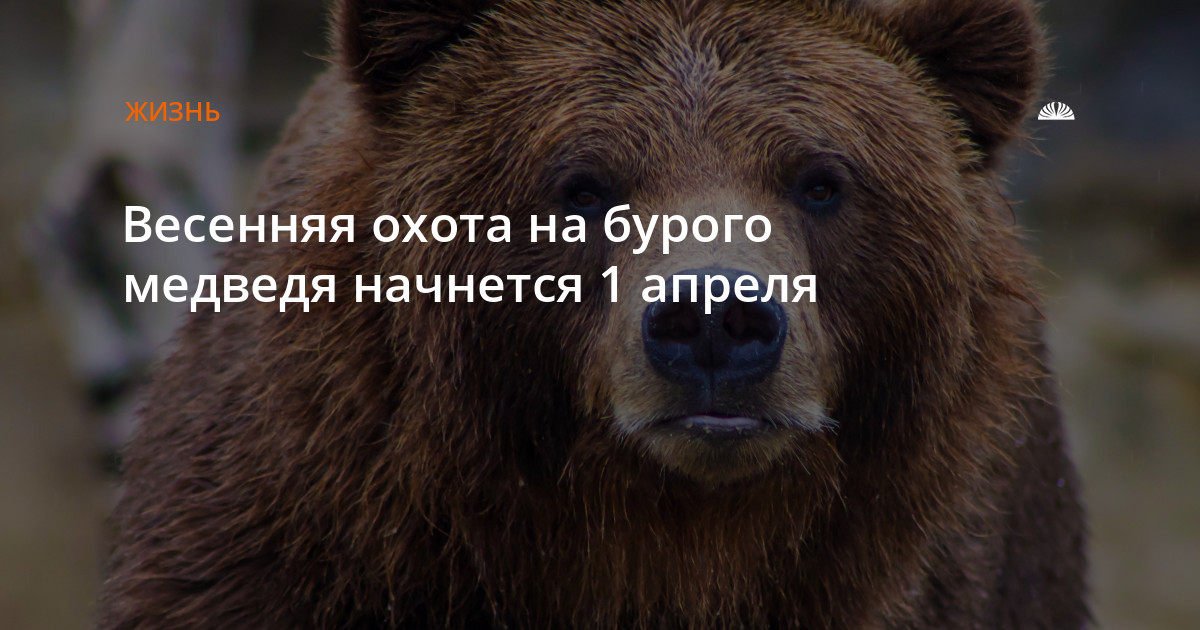 Медведь начало слова. Название медведя начинается на ш.