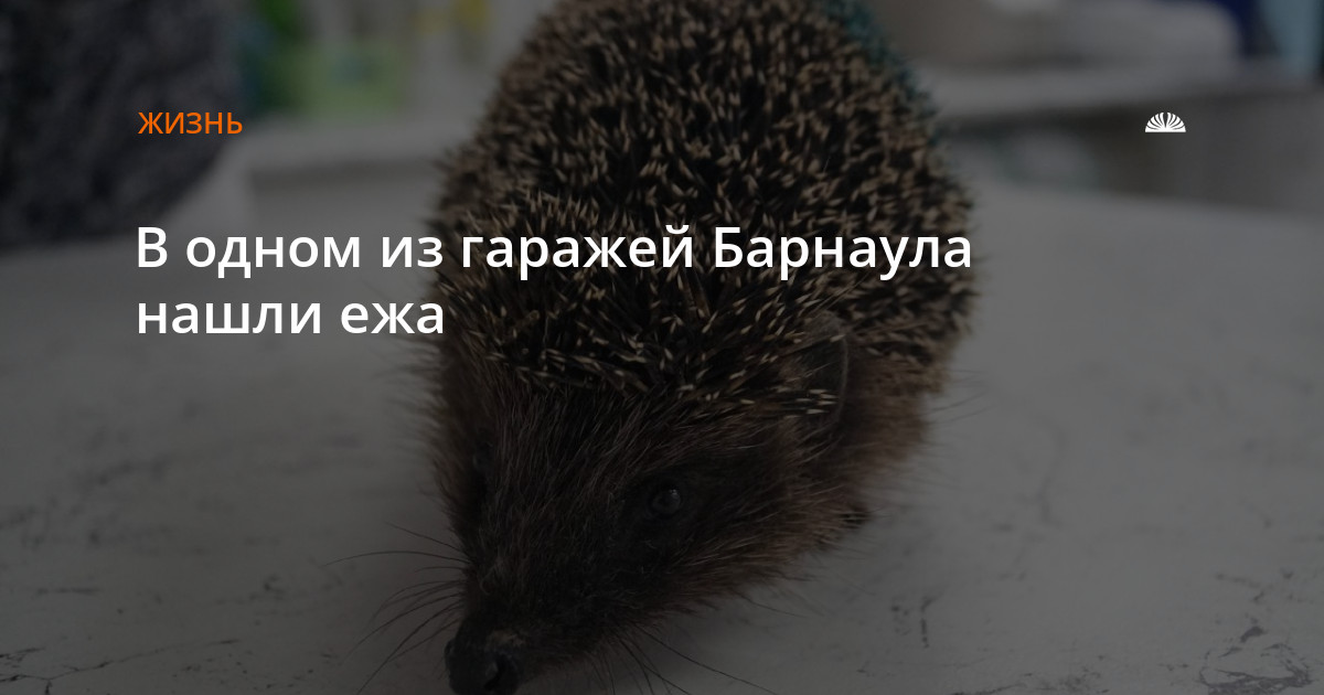 В британии женщина нашла ежа. Найди ежа. Еж не найдеж. Ежика нашли на улице вечером. Рассказ нашли ежа.