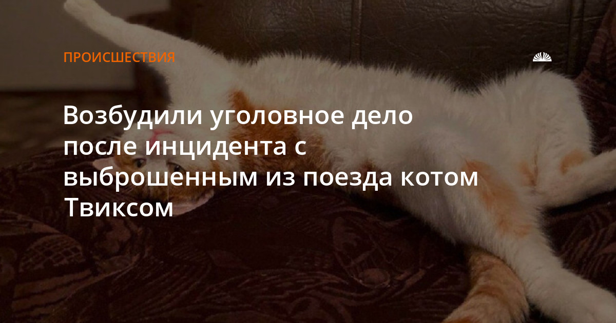 Инцидент с котом в поезде