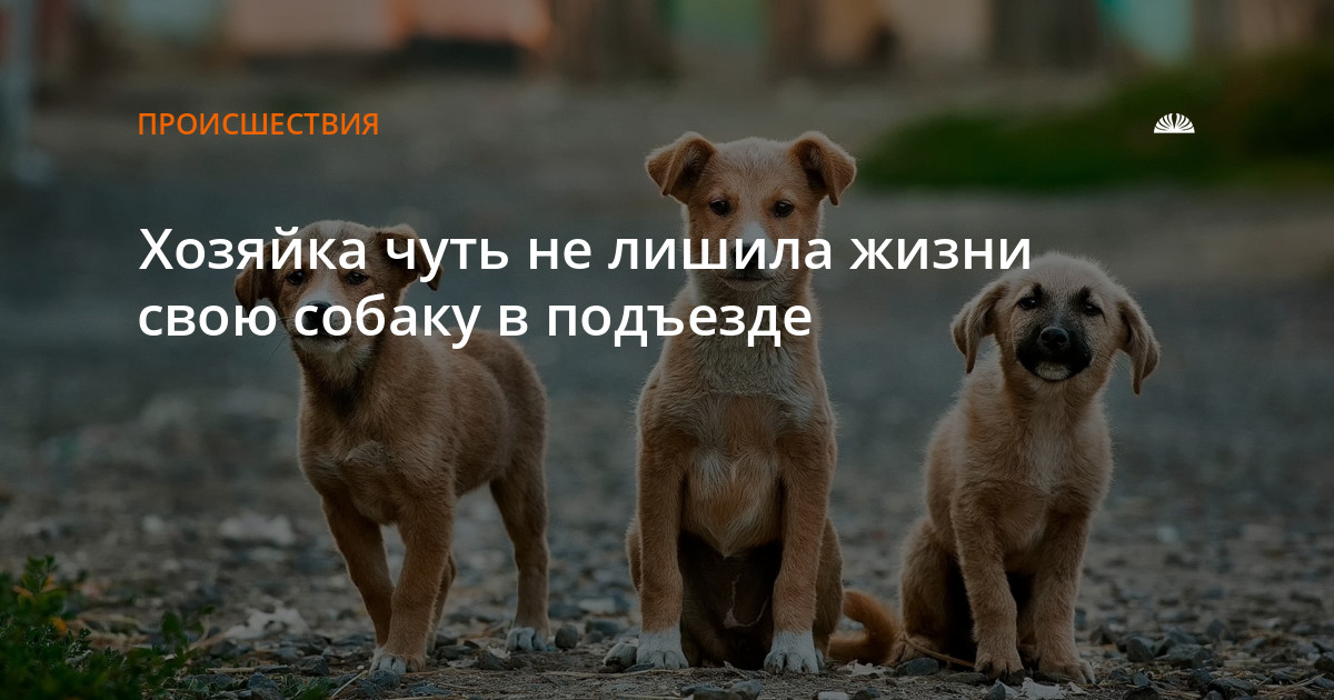 как пишется соориентируем правильно сориентируем. как пишется соориентируем правильно сориентируем. сориентировать по срокам. как пишется соориентируем правильно сориентируем. сориентировать по срокам.